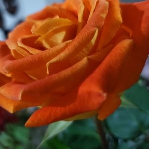 Meet your Posher, Reva